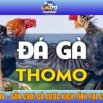 đá gà Thomo