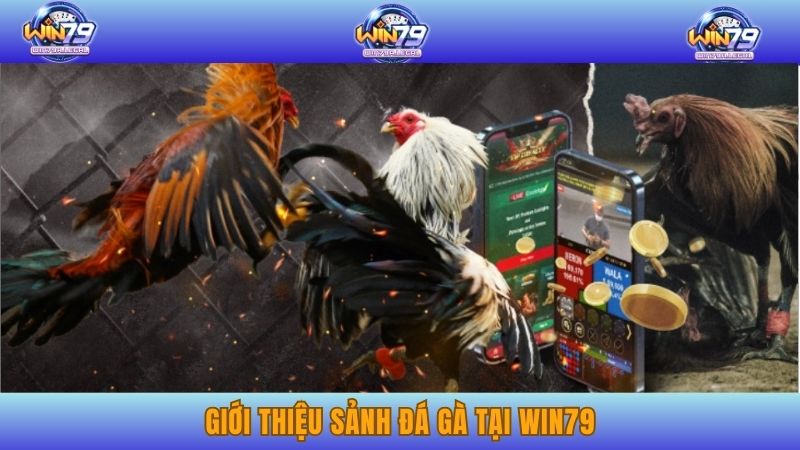 Giới thiệu sảnh Đá gà tại Win79