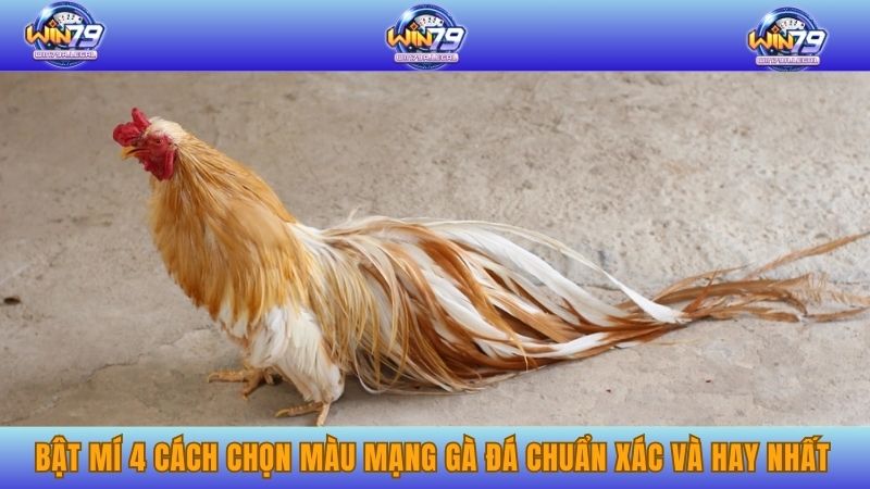Bật mí 4 cách chọn màu mạng gà đá chuẩn xác và hay nhất