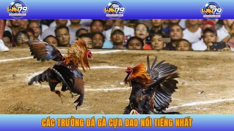Các trường đá gà cựa dao nổi tiếng nhất với các trường gà kịch tính