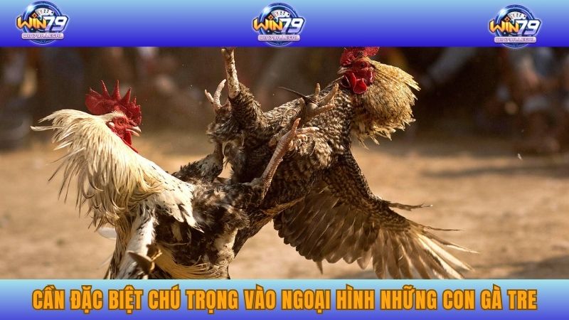 Cần đặc biệt chú trọng vào ngoại hình những con gà tre