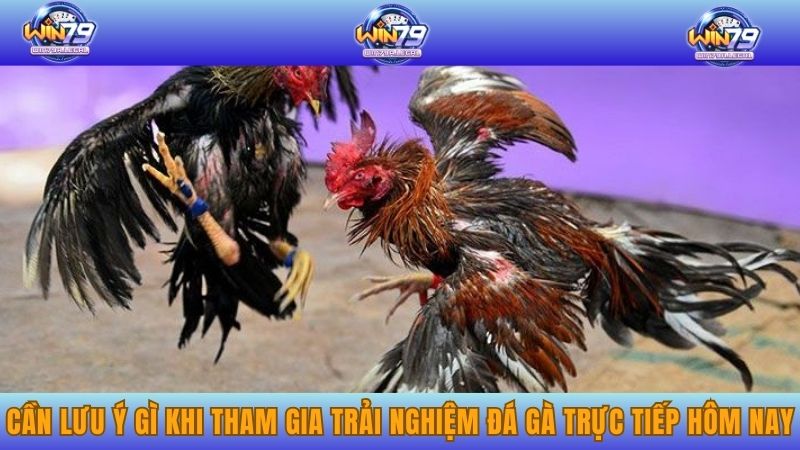 Cần lưu ý gì khi tham gia trải nghiệm đá gà trực tiếp hôm nay
