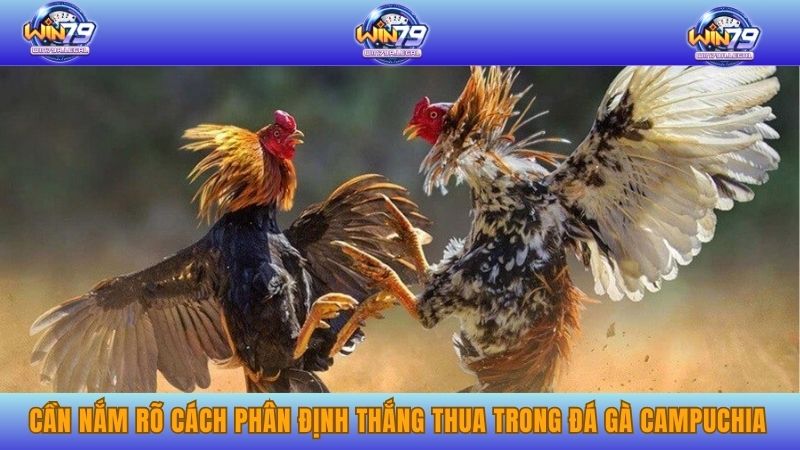Cần nắm rõ cách phân định thắng thua trong đá gà Campuchia
