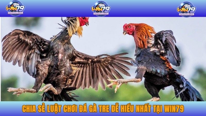 Chia sẻ luật chơi đá gà tre dễ hiểu nhất tại WIN79