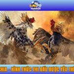 Đá gà Campuchia - Hình thức thi đấu được yêu thích nhất 2025