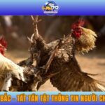 Đá gà cựa dao – Cá cược đá gà kịch tính, hấp dẫn