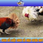 Đá Gà Tre - Chia Sẻ Luật Chơi Và Mẹo Cược Hay Tại WIN79