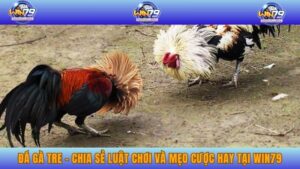 Đá Gà Tre - Chia Sẻ Luật Chơi Và Mẹo Cược Hay Tại WIN79