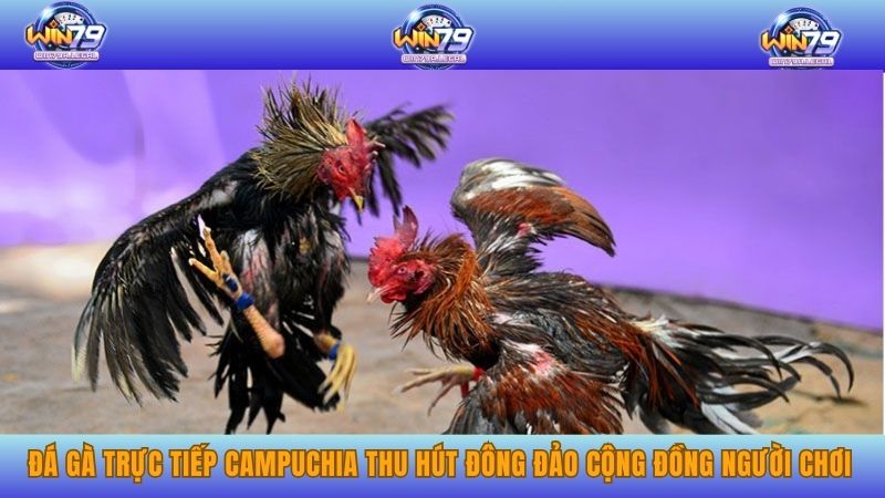 Đá gà trực tiếp Campuchia thu hút đông đảo cộng đồng người chơi