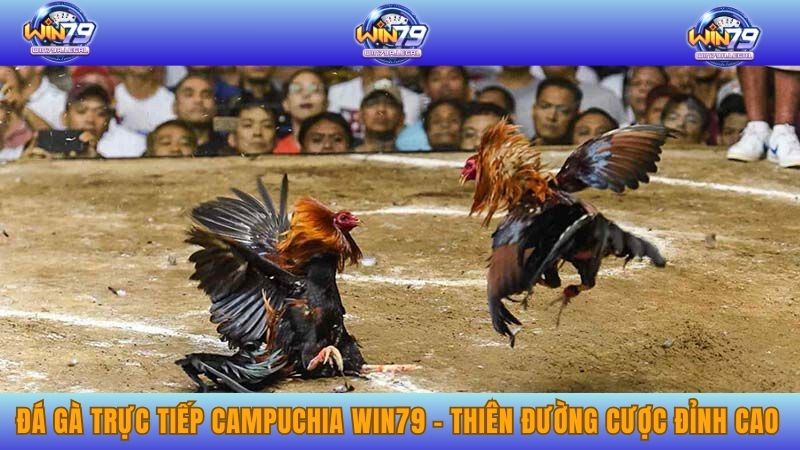 Đá Gà Trực Tiếp Campuchia WIN79 - Thiên Đường Cược Đỉnh Cao