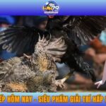 Đá Gà Trực Tiếp Hôm Nay - Siêu Phẩm Giải Trí Hấp Dẫn Tại WIN79