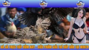 Đá Gà Trực Tiếp Hôm Nay - Siêu Phẩm Giải Trí Hấp Dẫn Tại WIN79