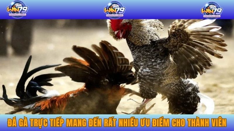 Đá gà trực tiếp mang đến rất nhiều ưu điểm cho thành viên
