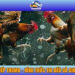 Đá Gà Trực Tiếp Thomo - Hình Thức Thi Đấu Gà Chiến Mãn Nhãn