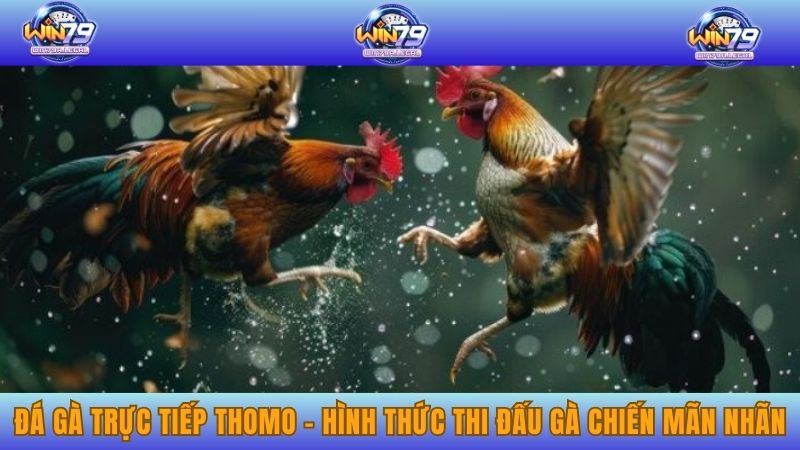 Đá Gà Trực Tiếp Thomo - Hình Thức Thi Đấu Gà Chiến Mãn Nhãn