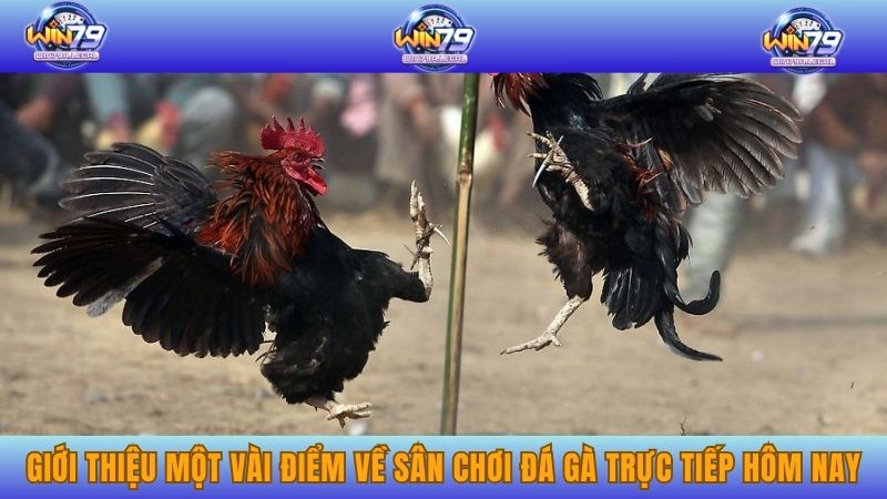 Giới thiệu một vài điểm về sân chơi đá gà trực tiếp hôm nay