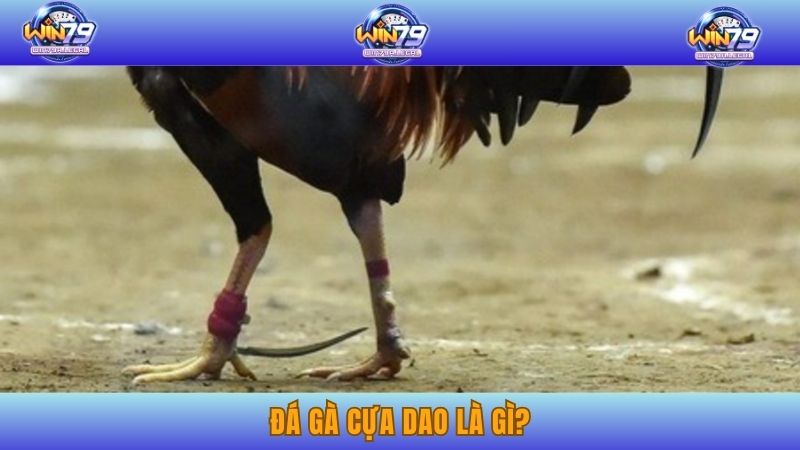Giới thiệu về hình thức đá gà cựa dao