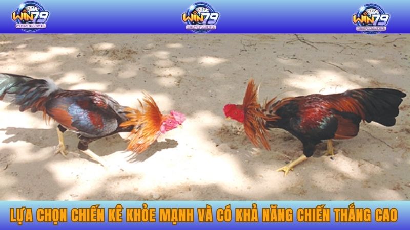 Lựa chọn chiến kê khỏe mạnh và có khả năng chiến thắng cao