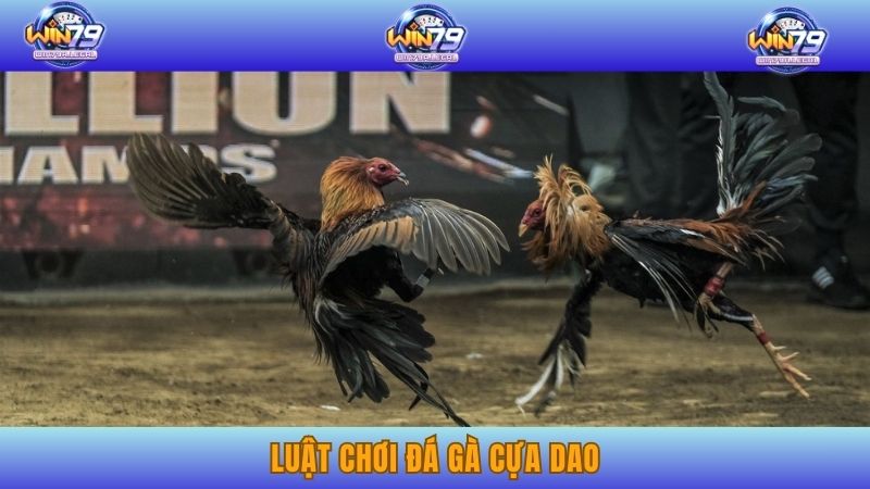 Luật chơi đá gà cựa dao được quy định cơ bản
