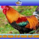 Các Cách Xem Màu Mạng Gà Đá Phong Thuỷ Chuẩn Nhất 2025
