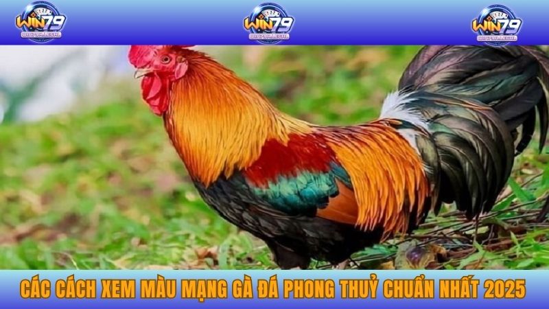 Các Cách Xem Màu Mạng Gà Đá Phong Thuỷ Chuẩn Nhất 2025