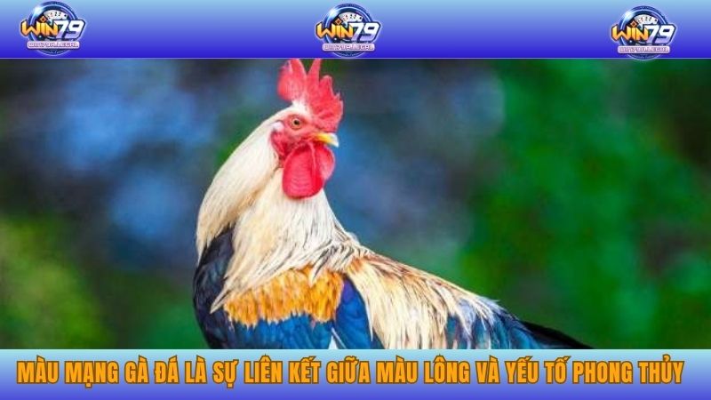 Màu mạng gà đá là sự liên kết giữa màu lông và yếu tố phong thủy