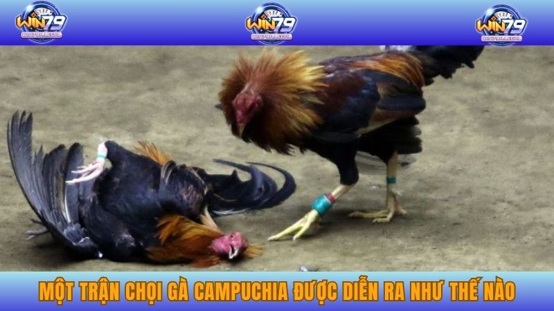 Một trận chọi gà Campuchia được diễn ra như thế nào