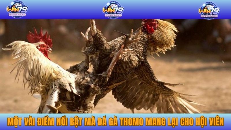 Một vài điểm nổi bật mà đá gà trực tiếp Thomo mang lại cho hội viên