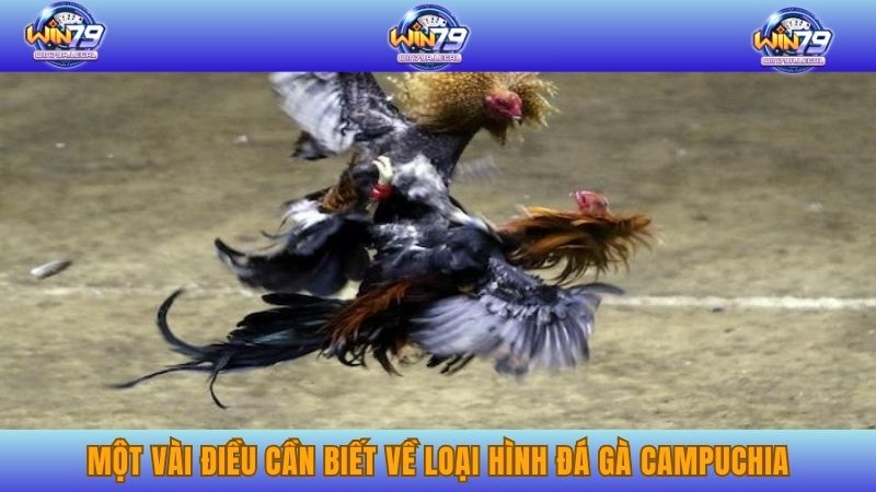 Một vài điều cần biết về loại hình đá gà Campuchia