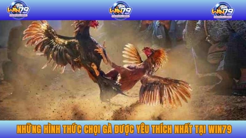 Những hình thức chọi gà được yêu thích nhất tại WIN79
