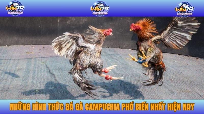 Những hình thức đá gà Campuchia phổ biến nhất hiện nay