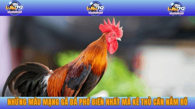 Những màu mạng gà đá phổ biến nhất mà kê thủ cần nắm rõ