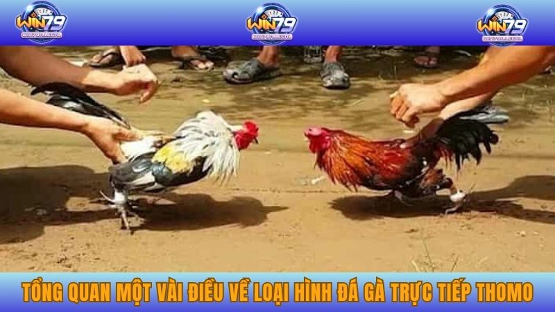 Tổng quan một vài điều về loại hình đá gà trực tiếp Thomo